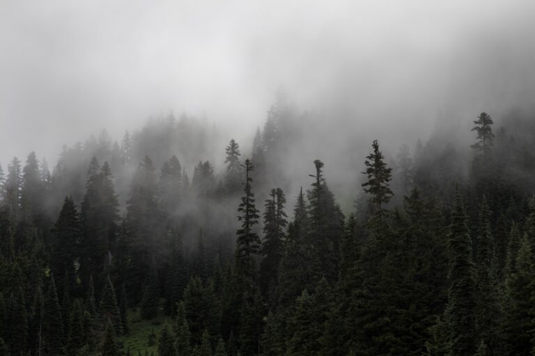 211726-dense-mist-descending-on-an-evergreen-forestdense-