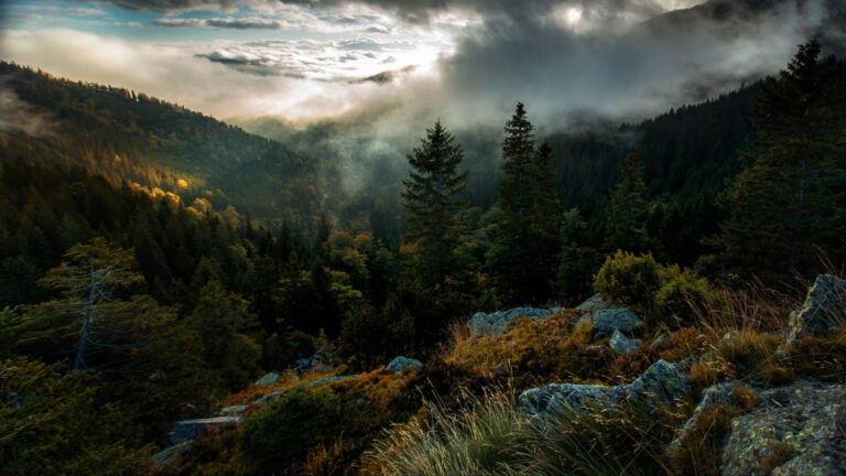 areal_photography_of_forest_covered_with_mist_under_cloudy_sky_during_morning_time_4k_hd_nature