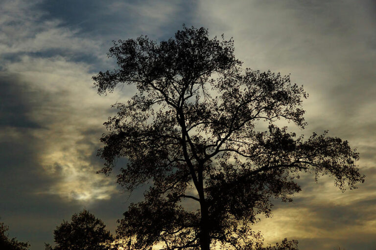 glowing-silhouette-cate-franklyn